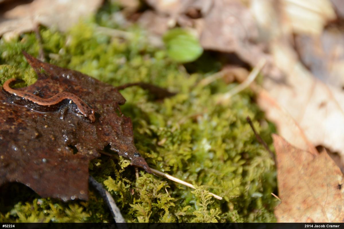 Allegheny Mountain Dusky Salamander