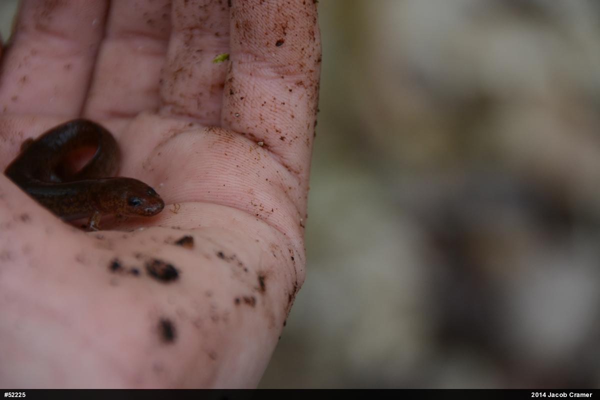 Northern Spring Salamander