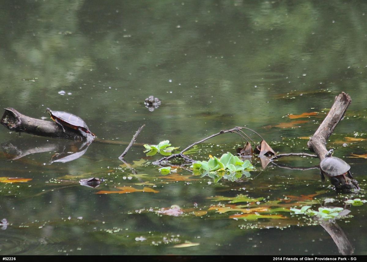Painted Turtle