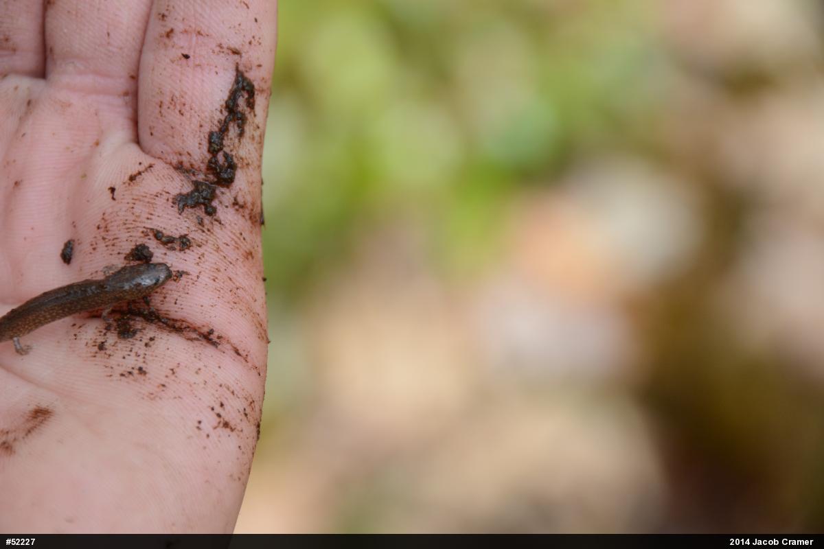 Northern Spring Salamander