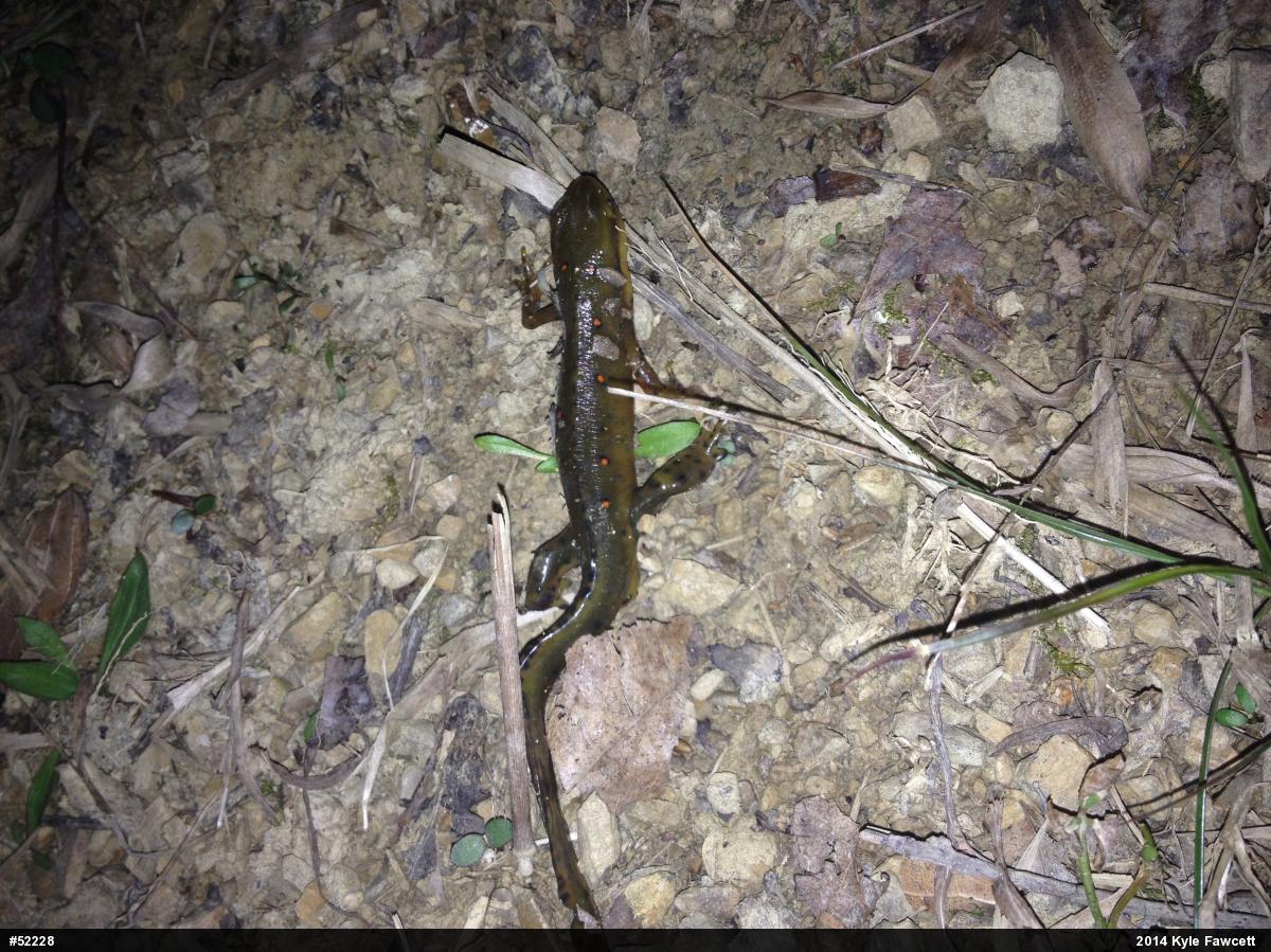 Red-spotted Newt