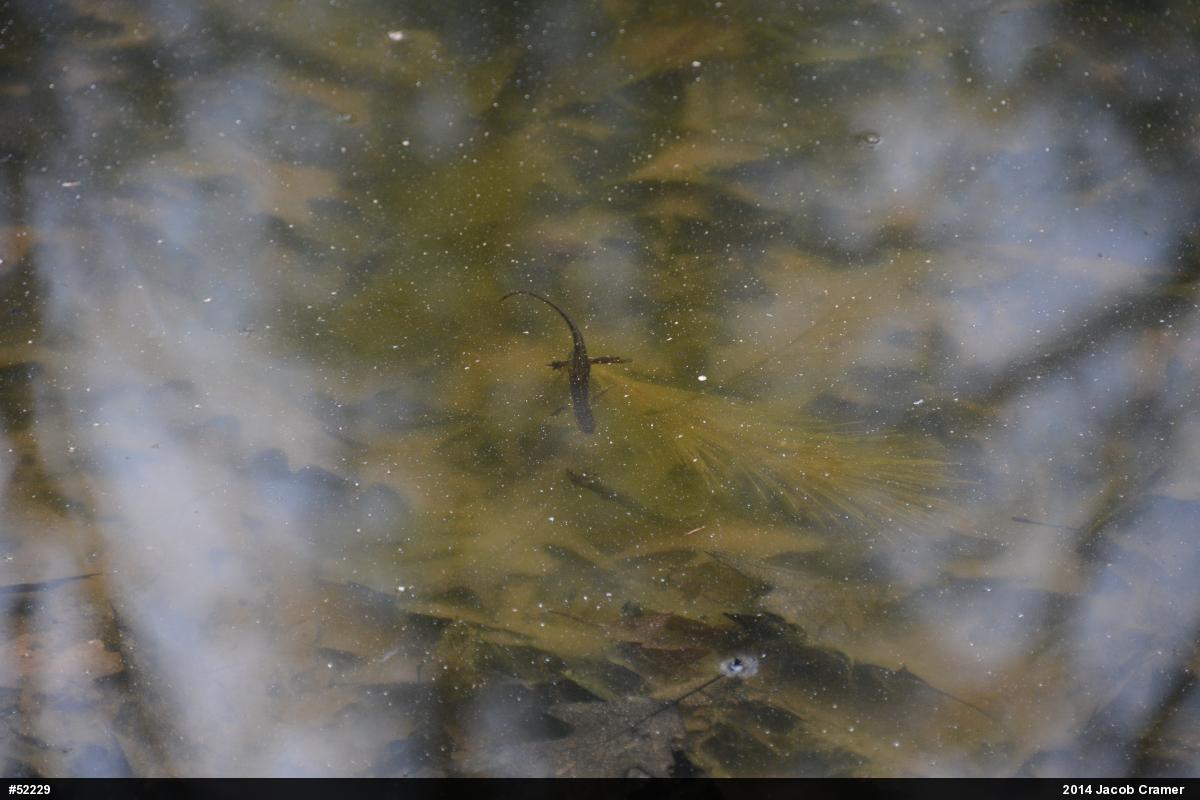 Red-spotted Newt