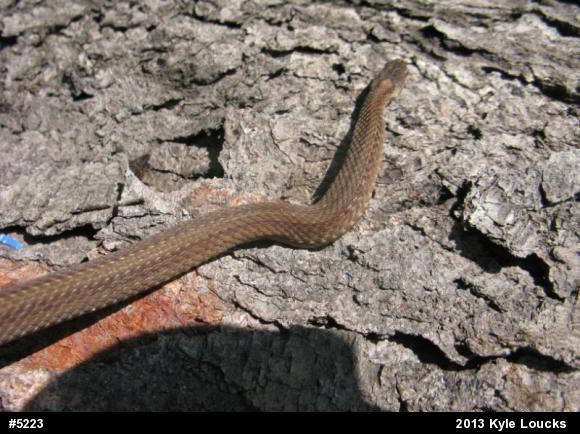 Red-bellied Snake