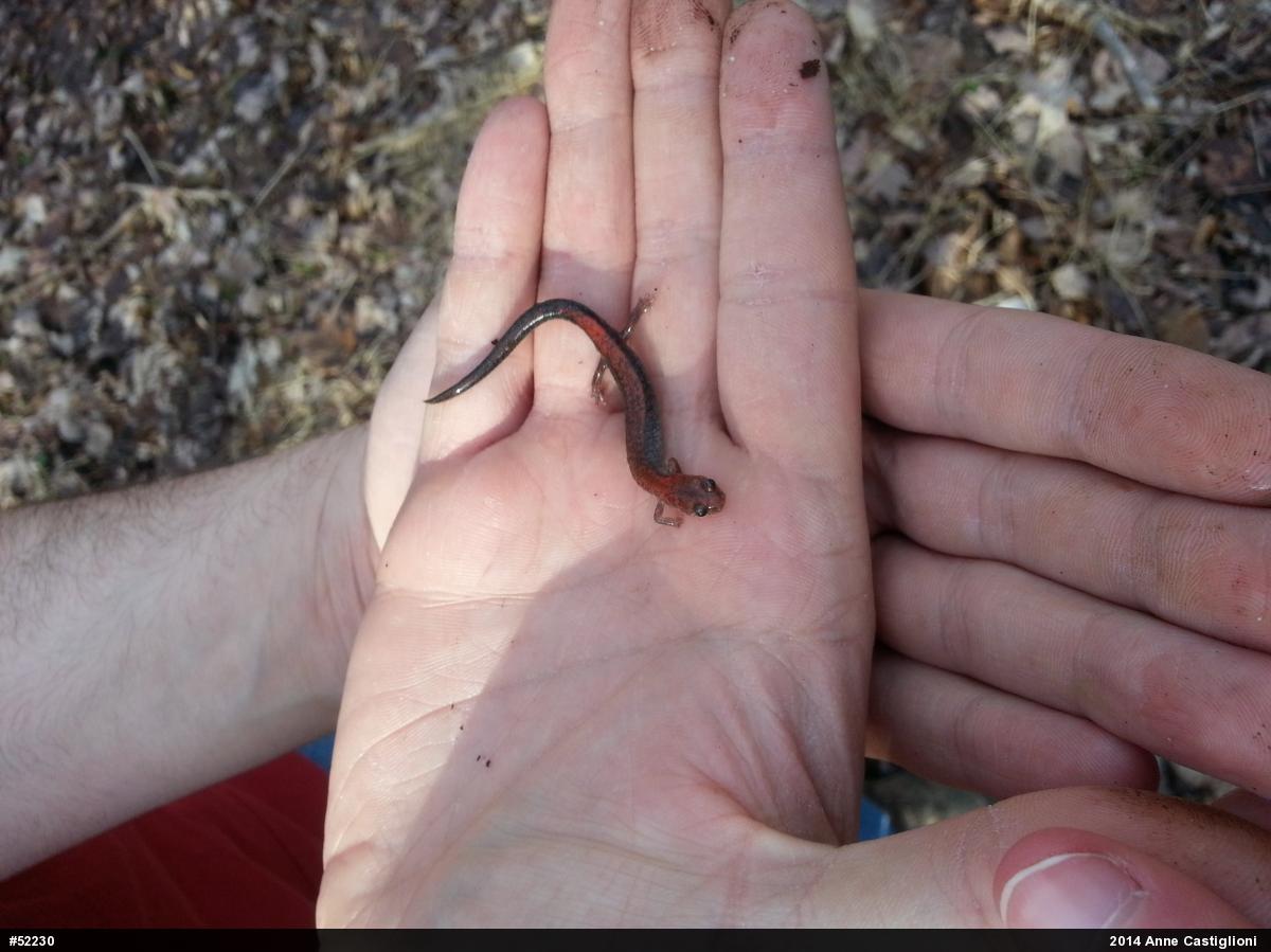 Eastern Red-backed  Salamander