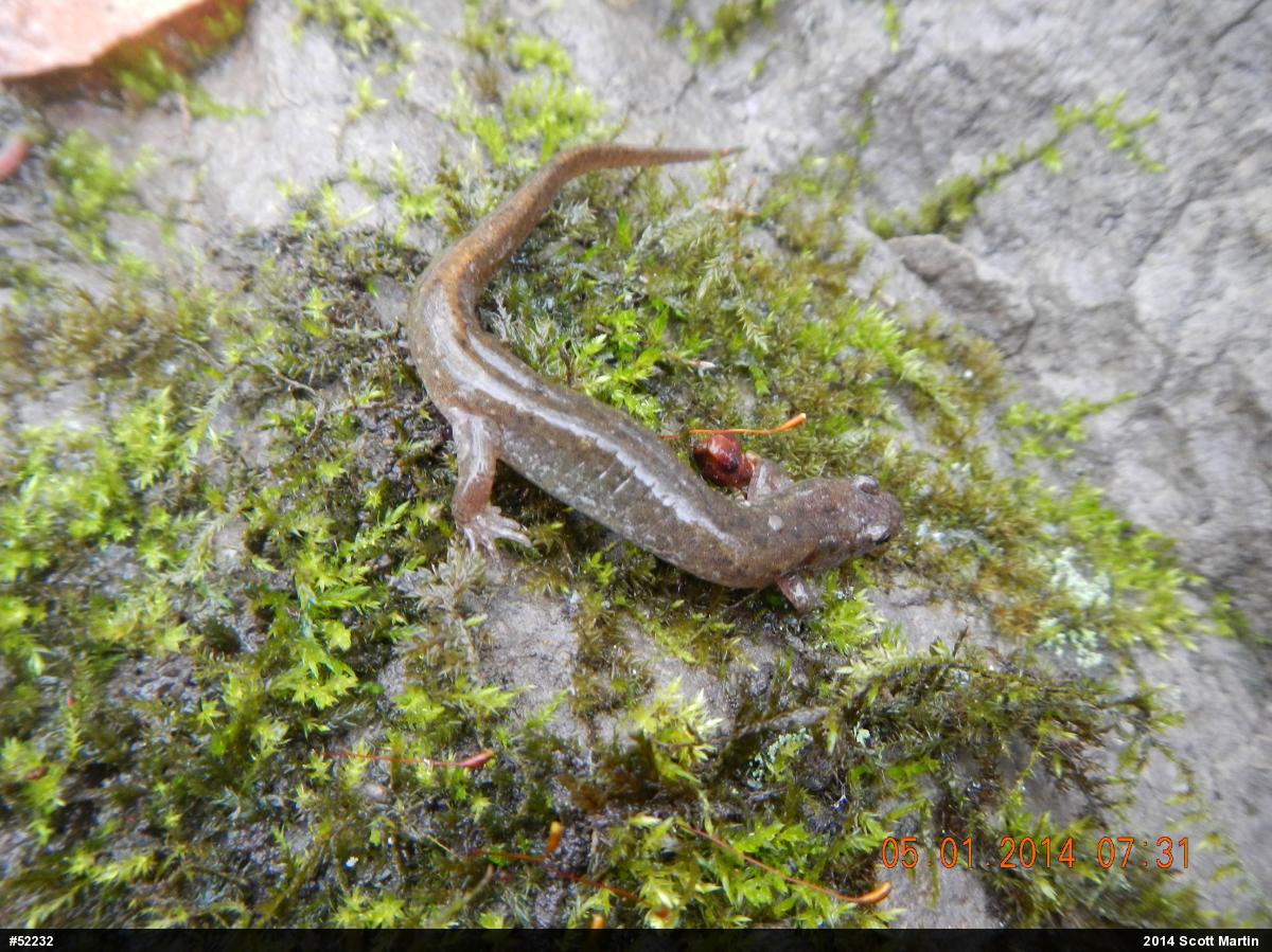 Allegheny Mountain Dusky Salamander