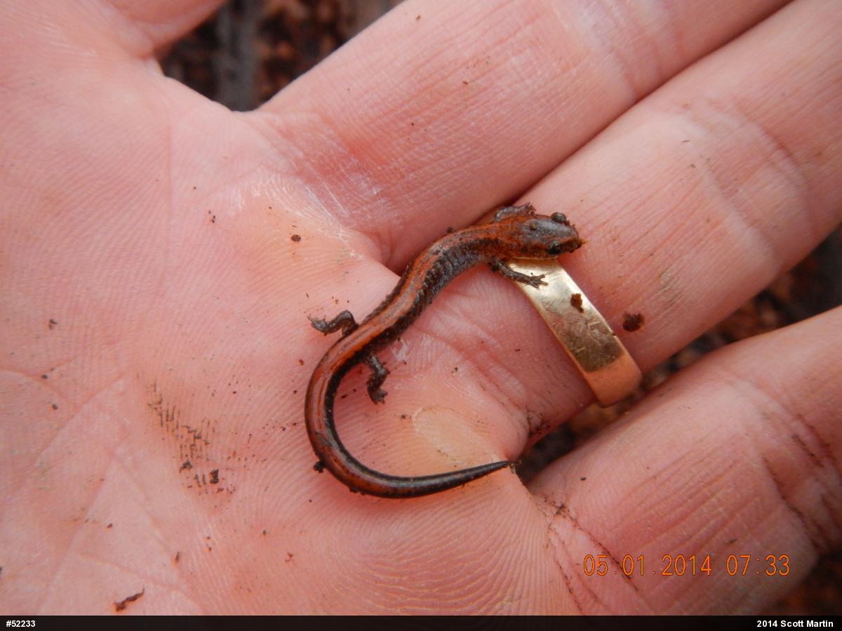 Eastern Red-backed  Salamander