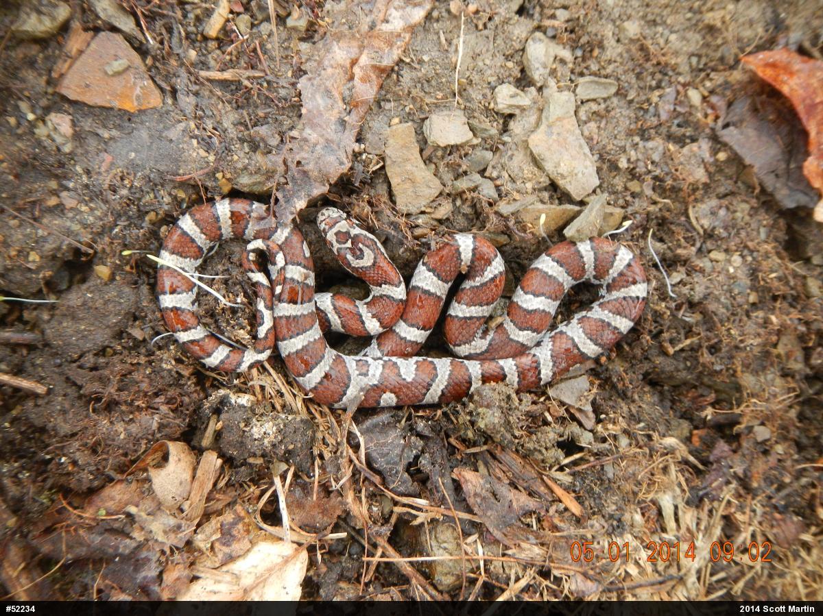 Eastern Milksnake