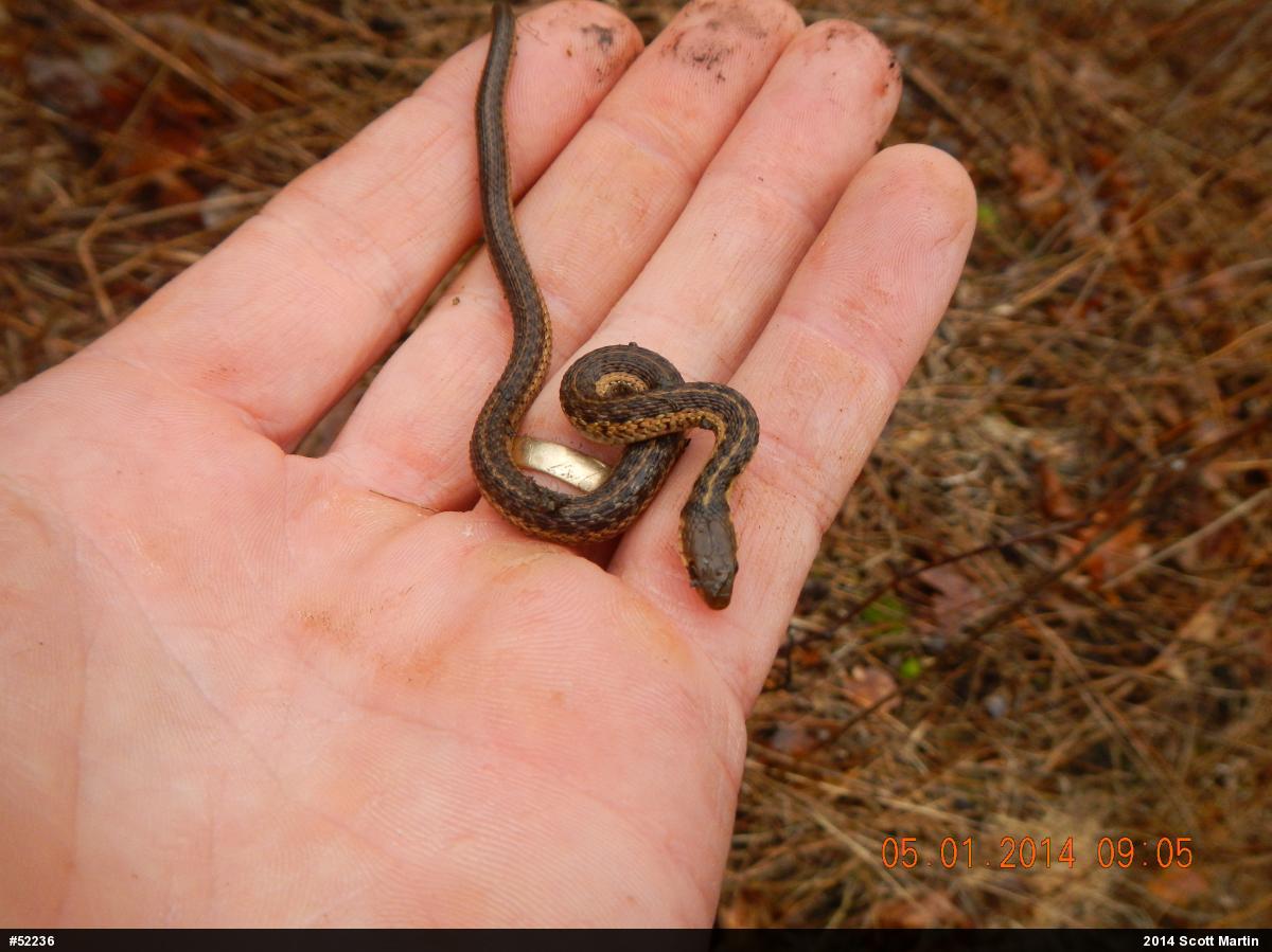Eastern Gartersnake