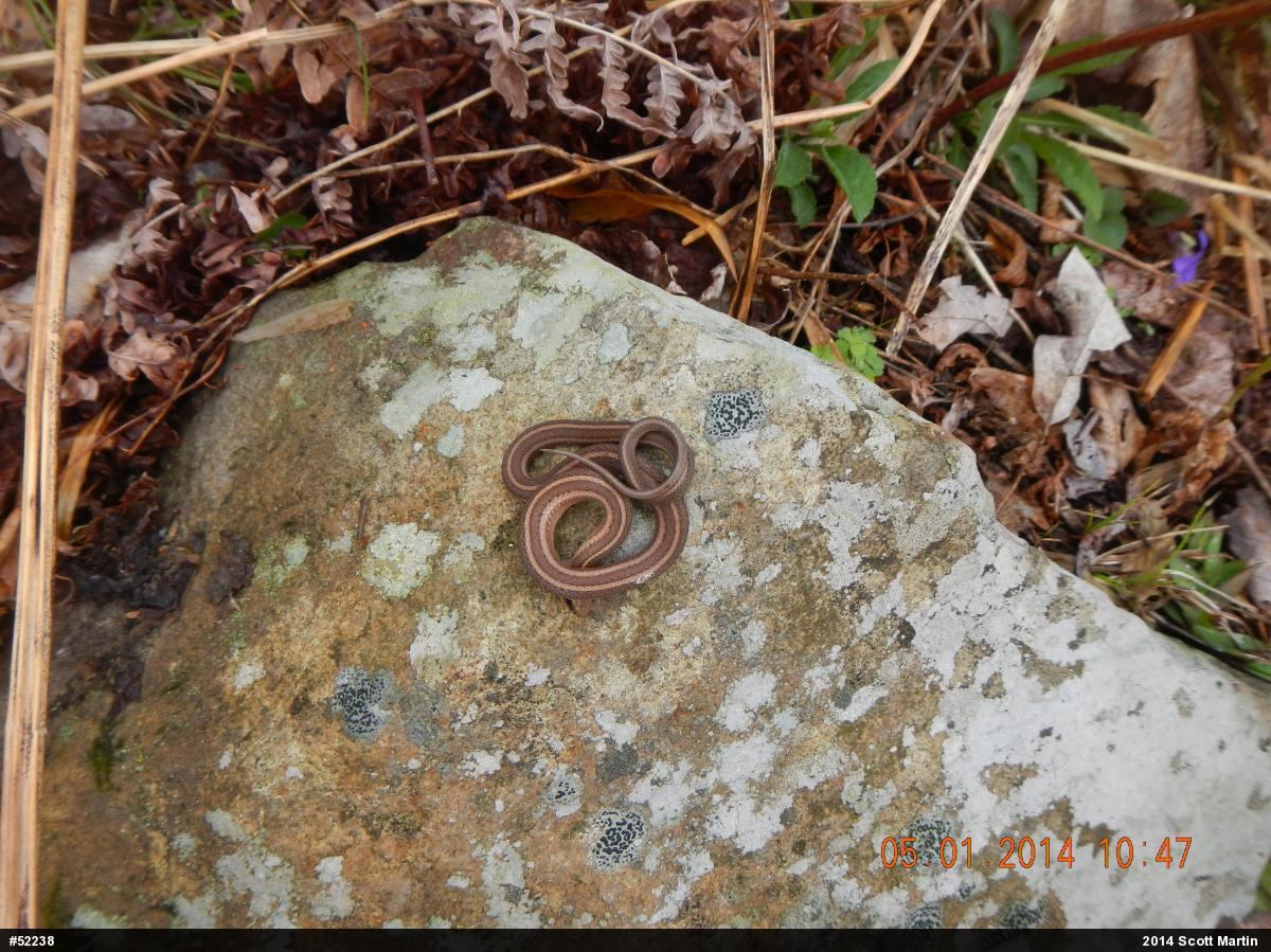 Shorthead Gartersnake