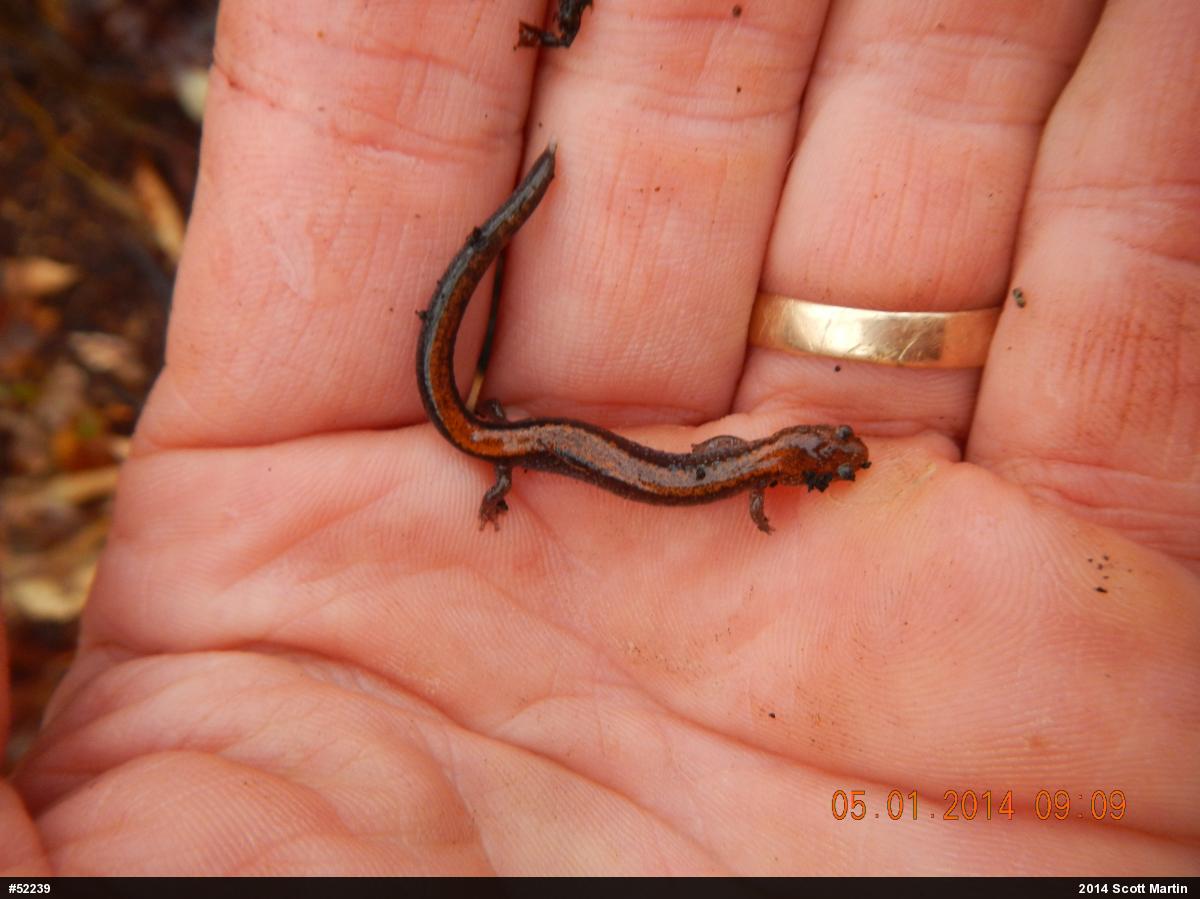 Eastern Red-backed  Salamander