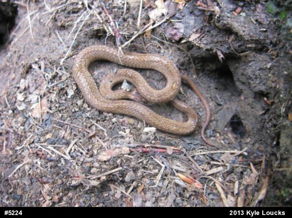 Red-bellied Snake