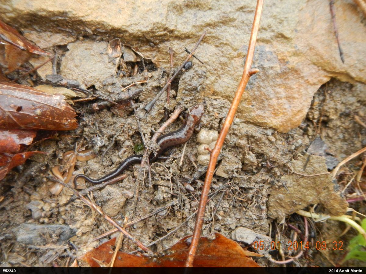 Allegheny Mountain Dusky Salamander