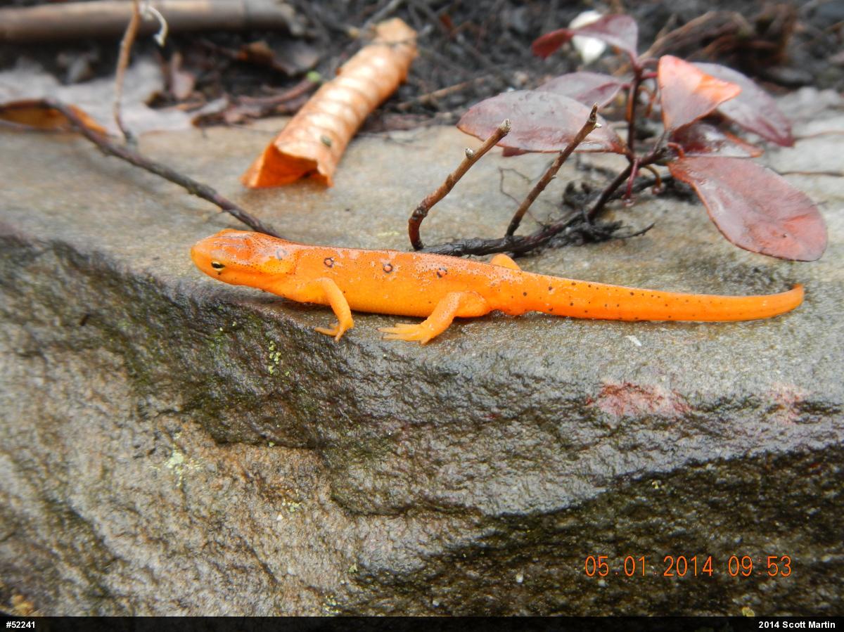 Red-spotted Newt