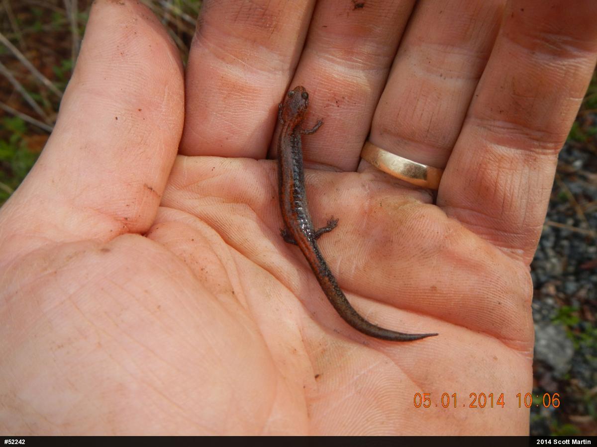 Eastern Red-backed  Salamander