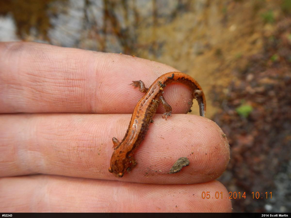 Allegheny Mountain Dusky Salamander