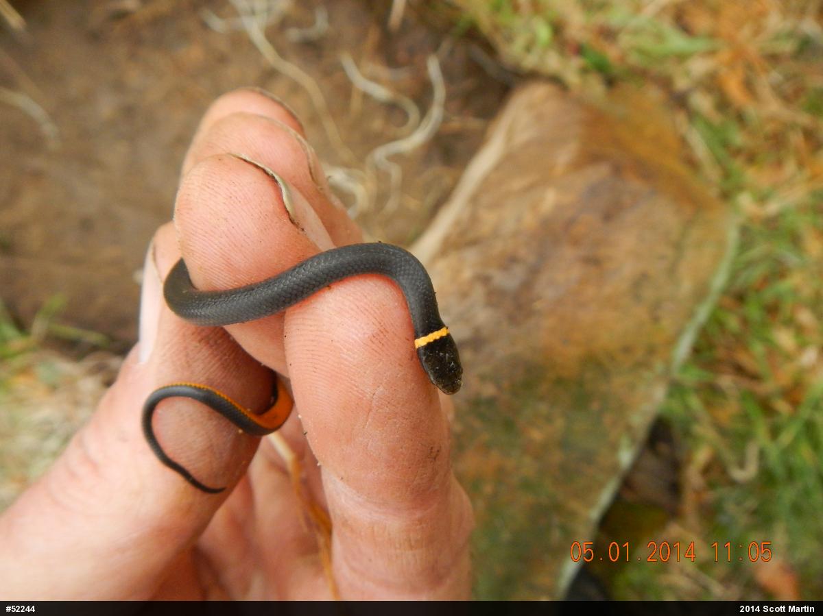 Northern Ring-necked Snake