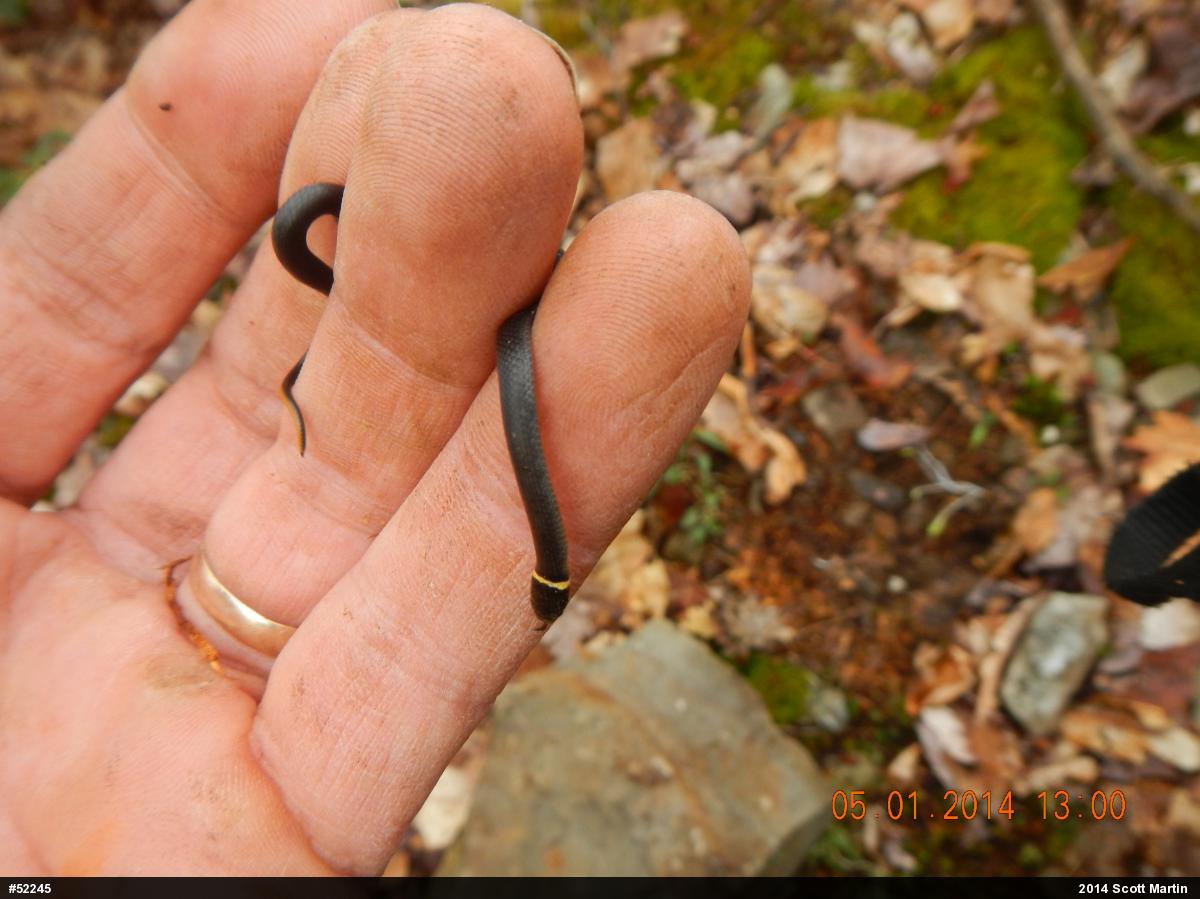 Northern Ring-necked Snake