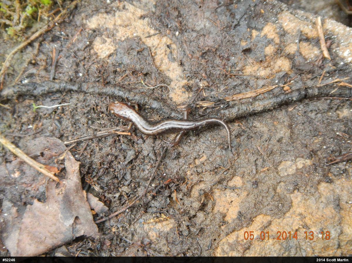 Allegheny Mountain Dusky Salamander