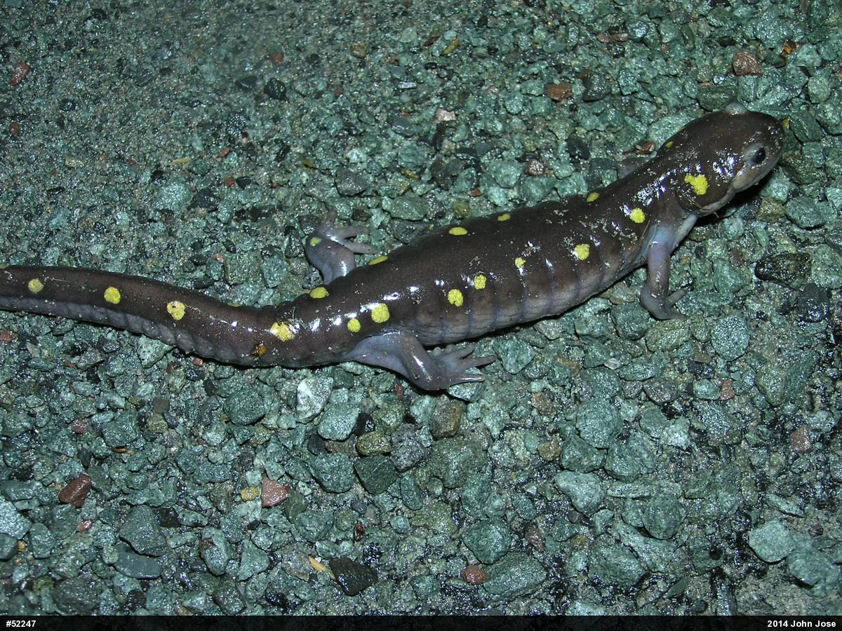 Spotted Salamander