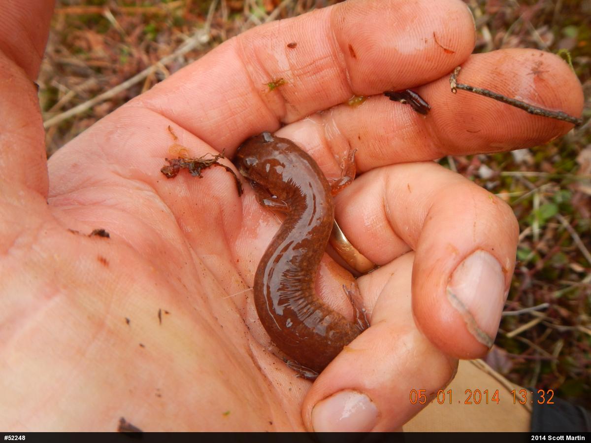 Northern Spring Salamander