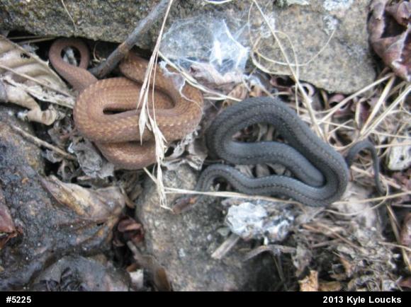 Red-bellied Snake