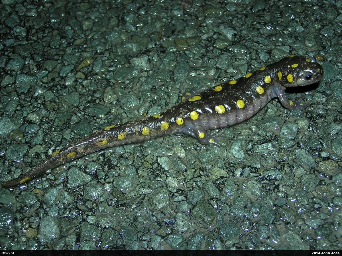 Spotted Salamander