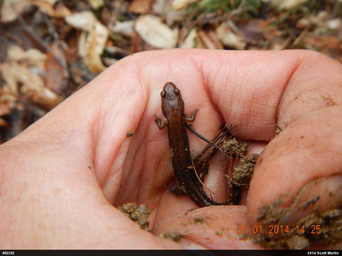 Allegheny Mountain Dusky Salamander