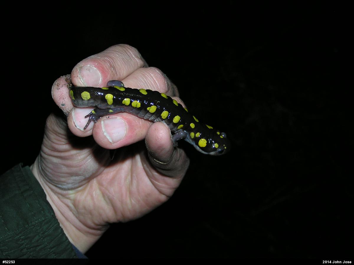 Spotted Salamander