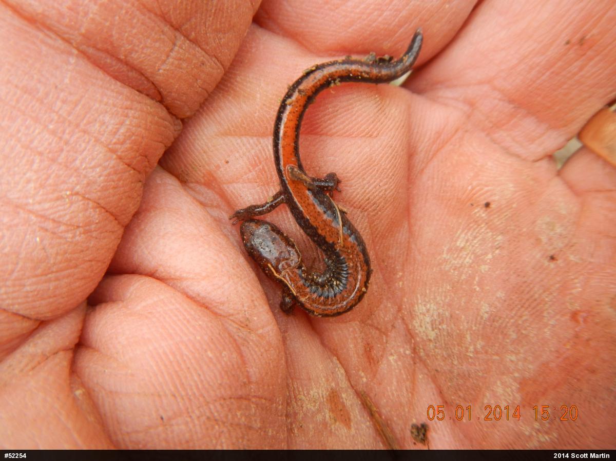 Eastern Red-backed  Salamander