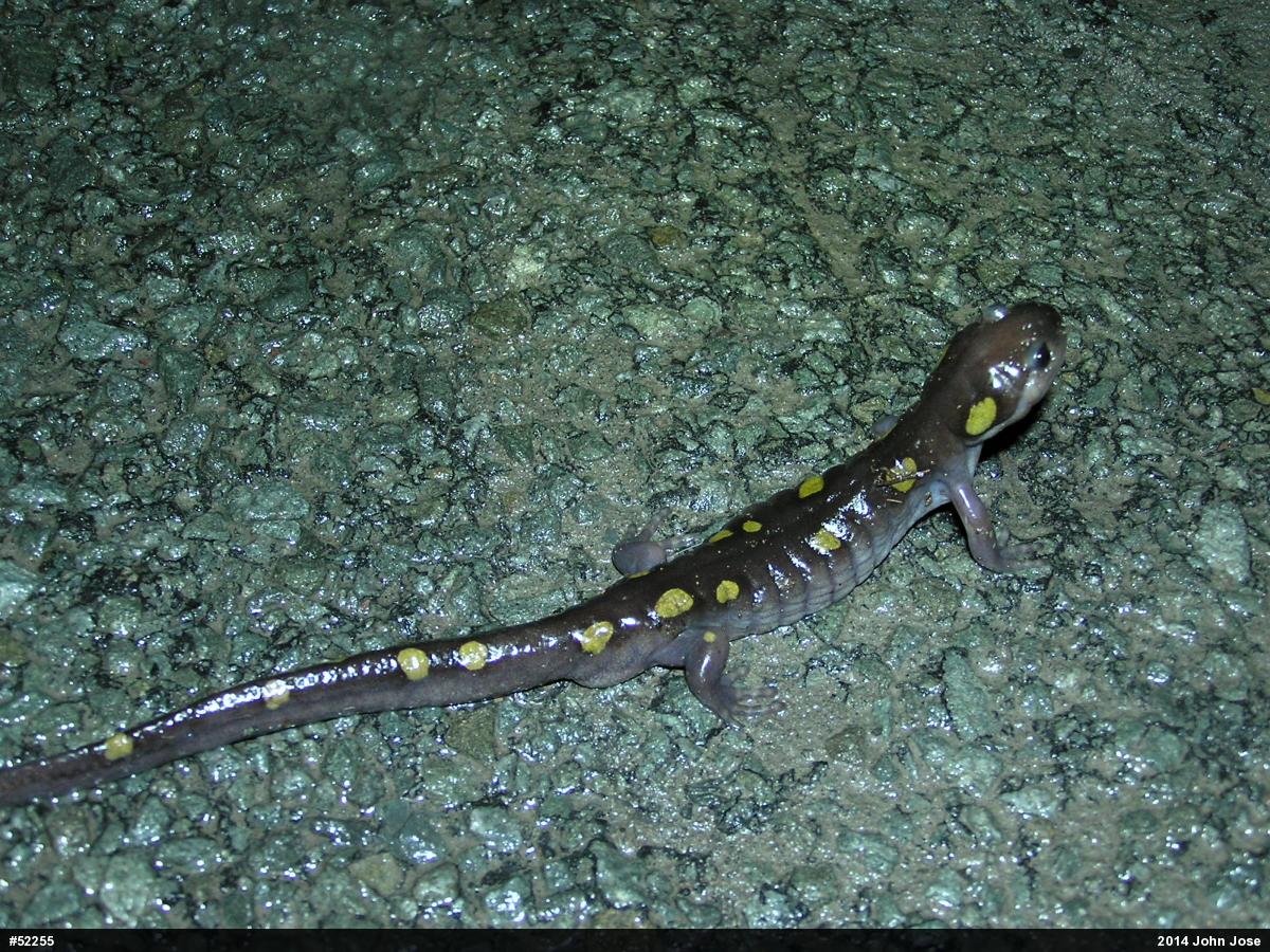 Spotted Salamander