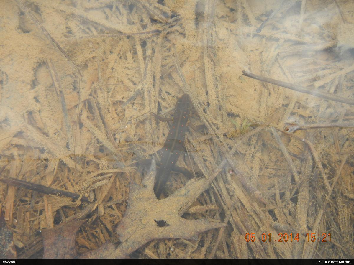 Red-spotted Newt