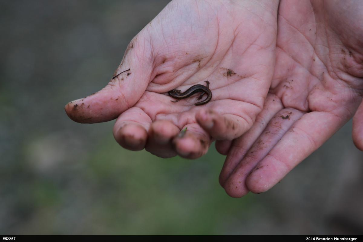 Allegheny Mountain Dusky Salamander