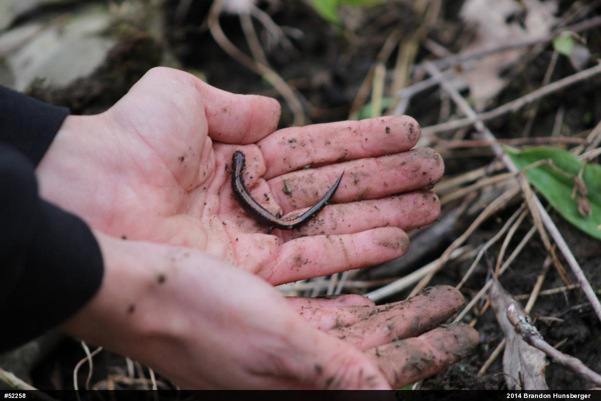 Eastern Red-backed  Salamander