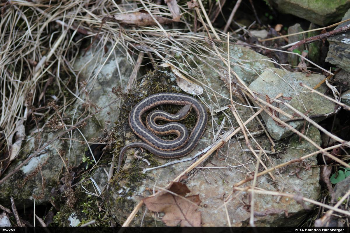 Eastern Gartersnake