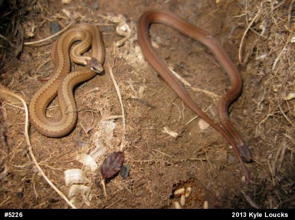 Red-bellied Snake