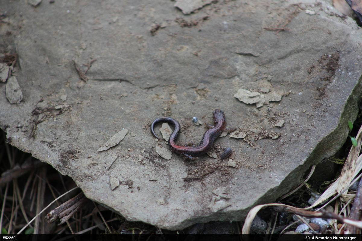 Eastern Red-backed  Salamander