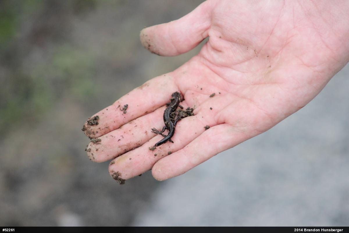 Allegheny Mountain Dusky Salamander