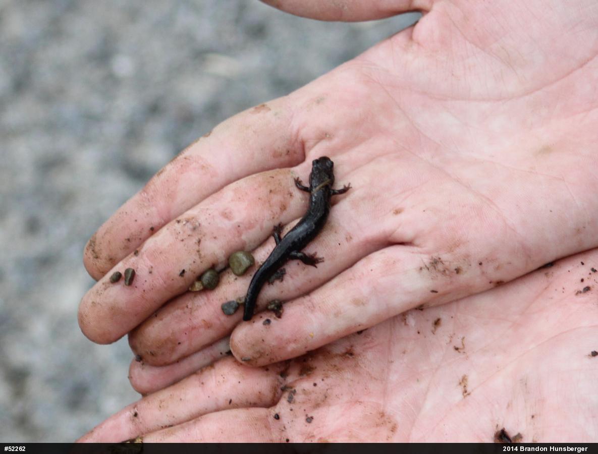 Northern Dusky Salamander