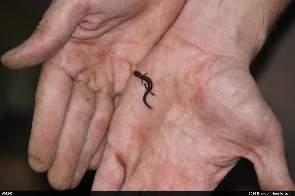 Eastern Red-backed  Salamander