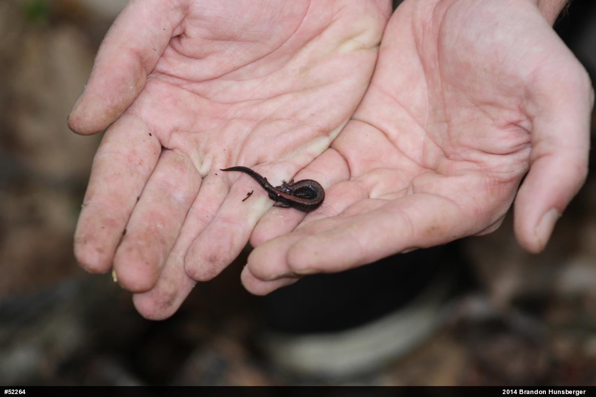 Eastern Red-backed  Salamander