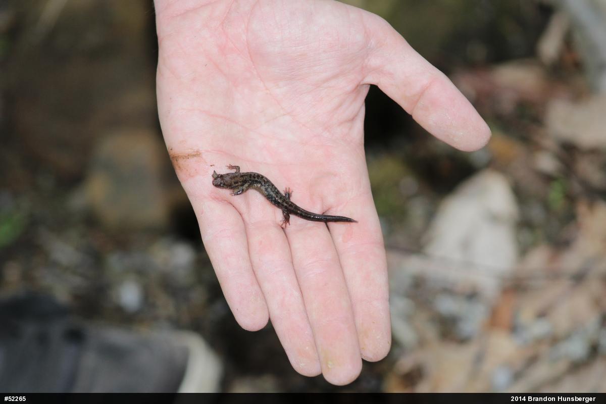 Allegheny Mountain Dusky Salamander