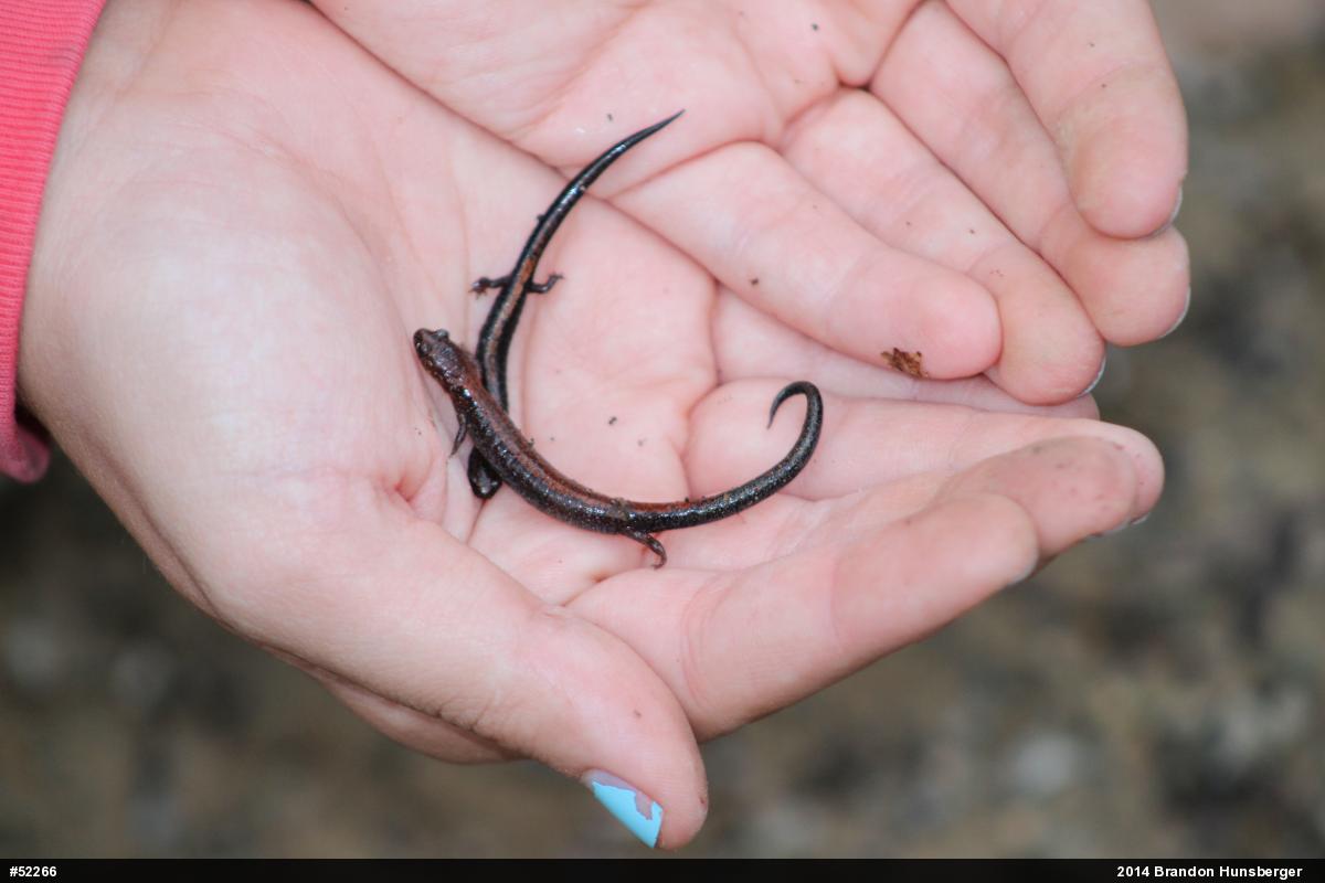 Eastern Red-backed  Salamander