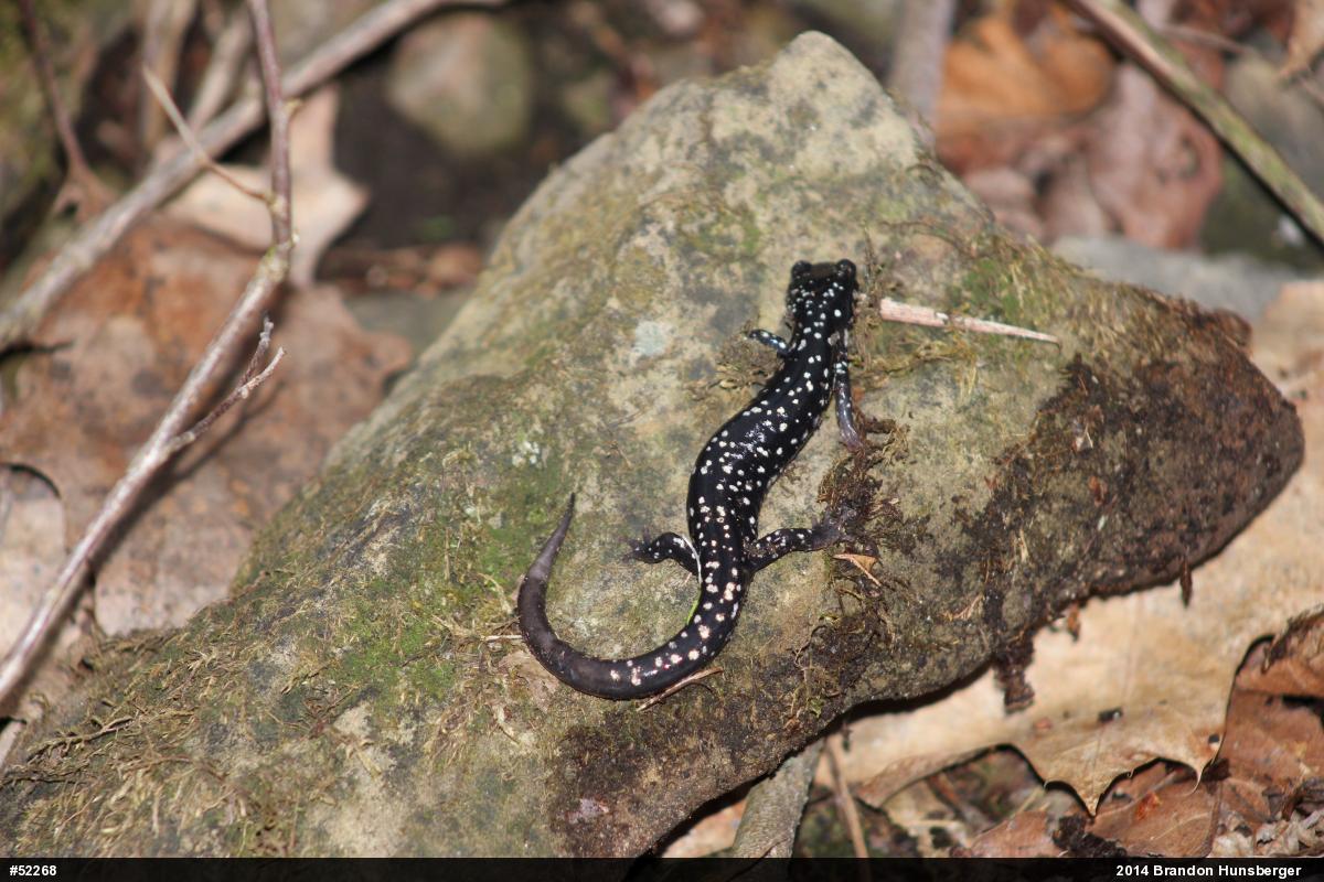 Northern Slimy Salamander