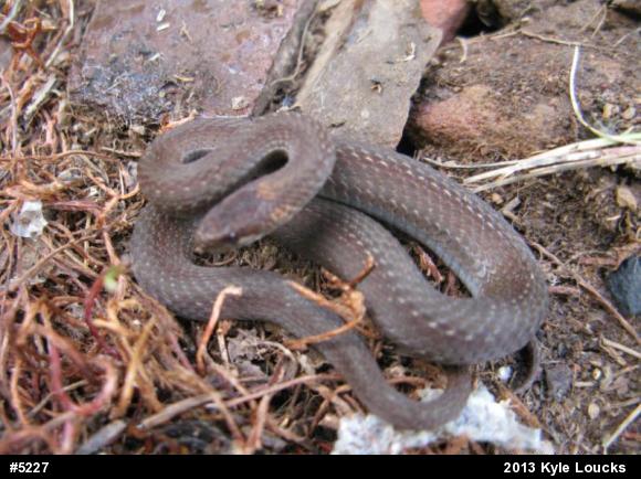 Red-bellied Snake