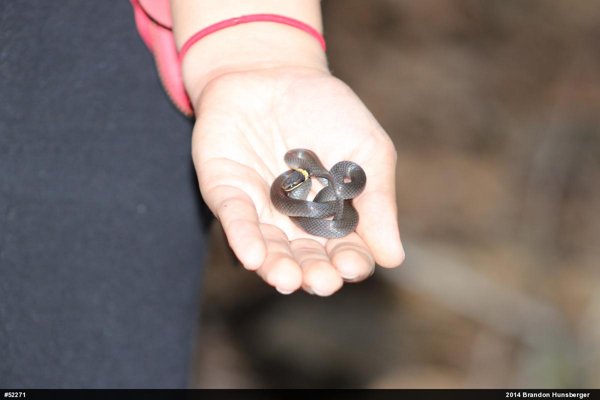 Northern Ring-necked Snake