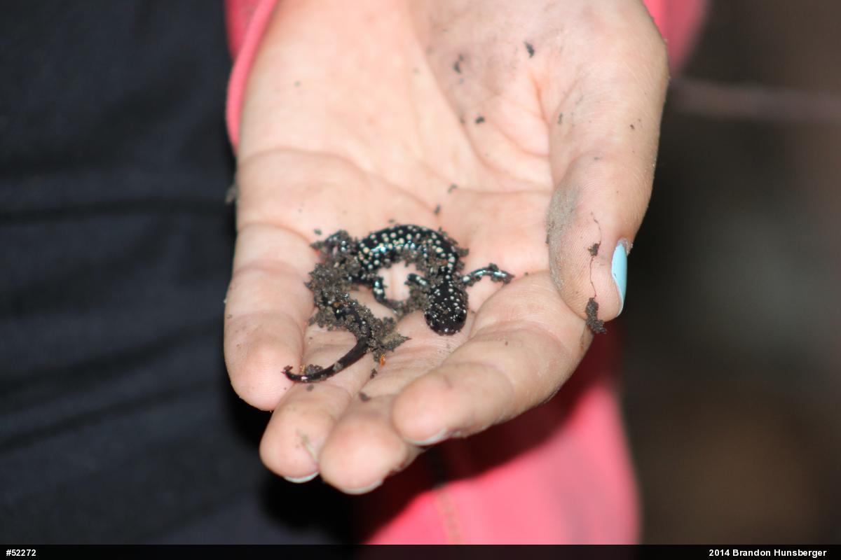 Northern Slimy Salamander