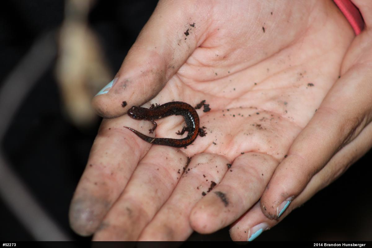 Eastern Red-backed  Salamander
