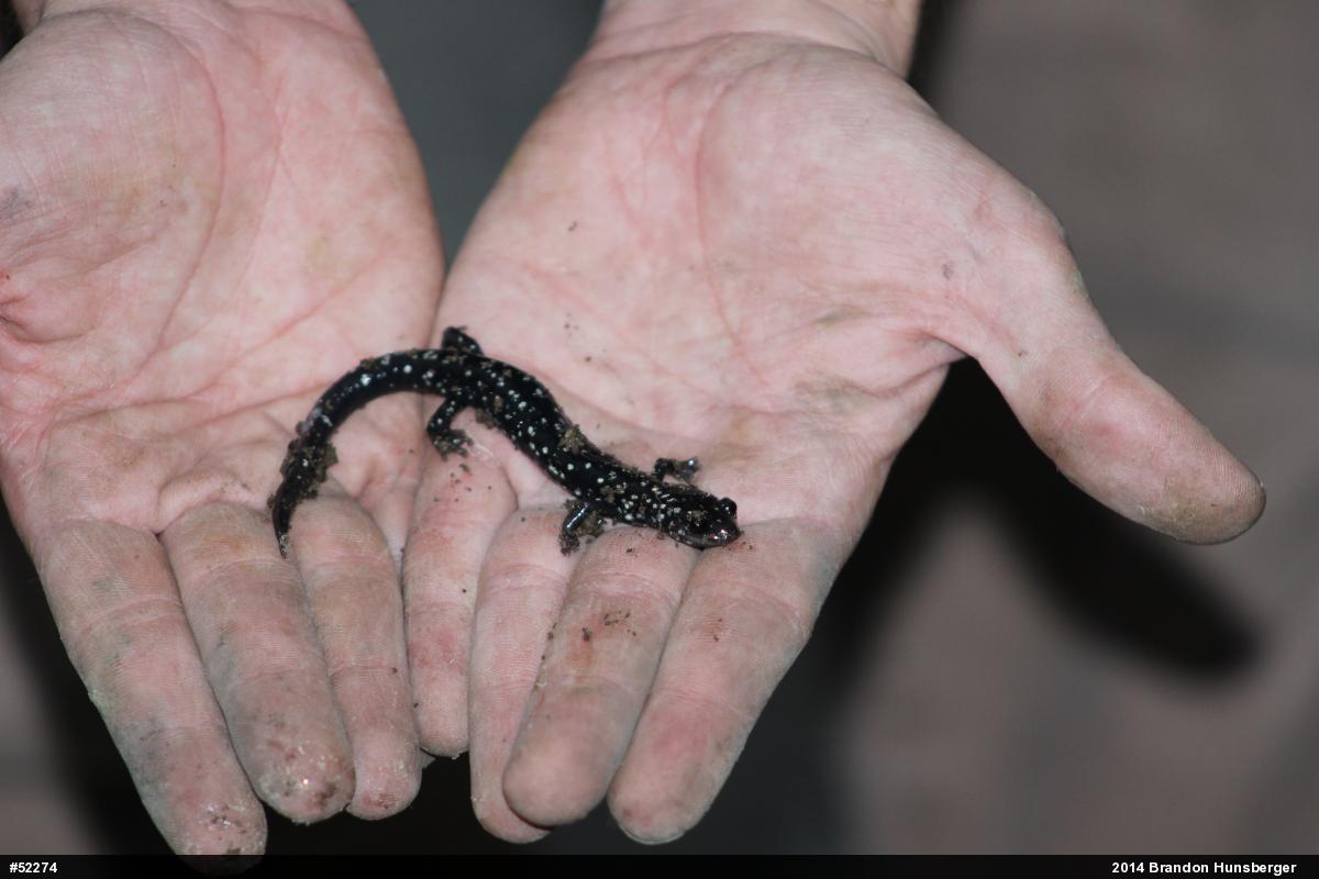 Northern Slimy Salamander