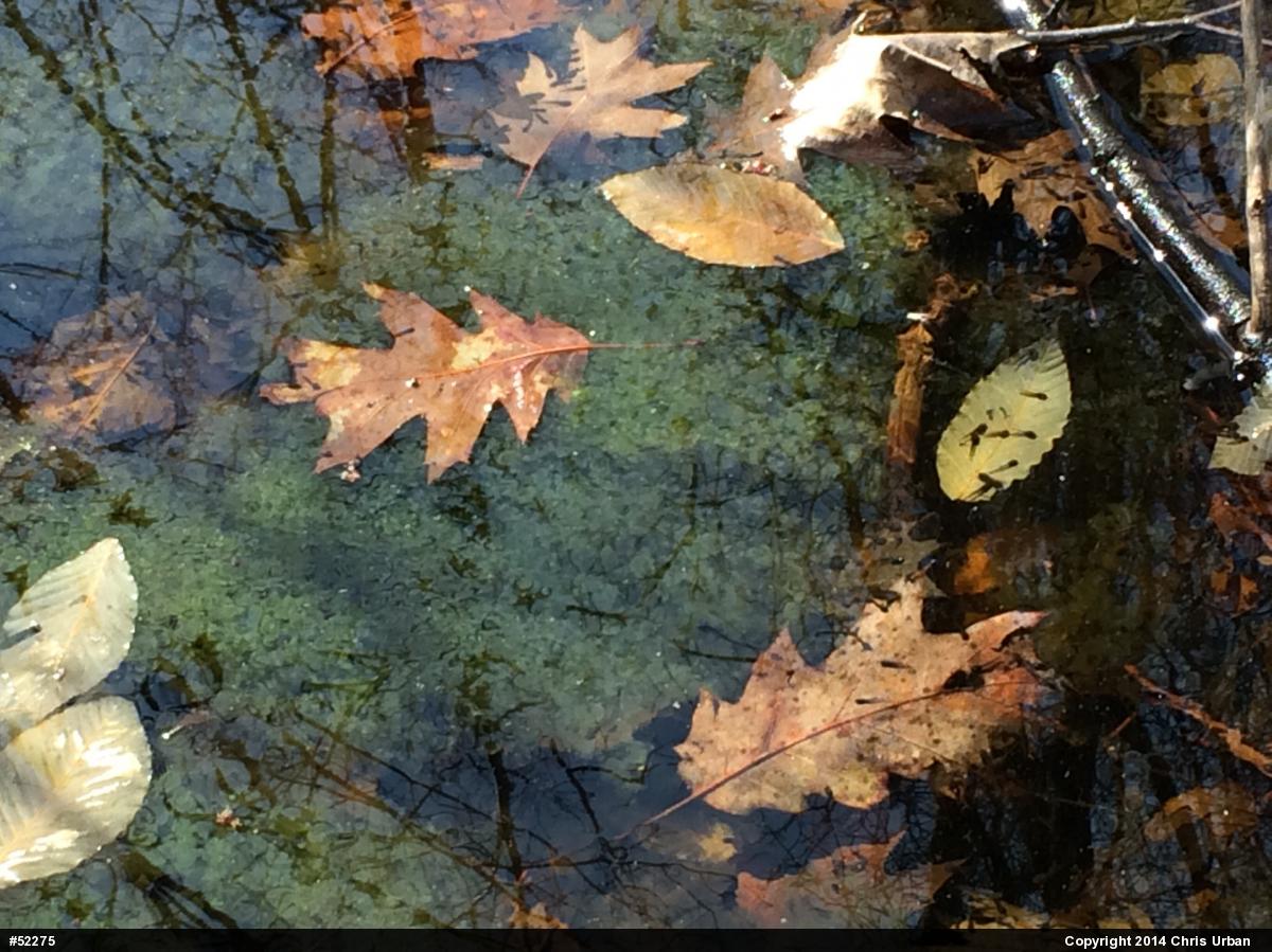 Wood Frog