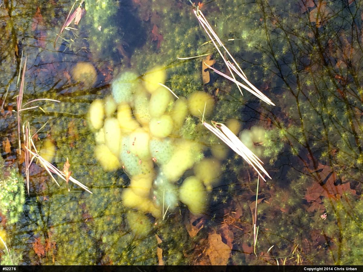 Spotted Salamander